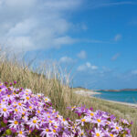Spring flowers on tresco