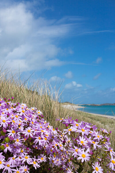 Spring flowers on tresco